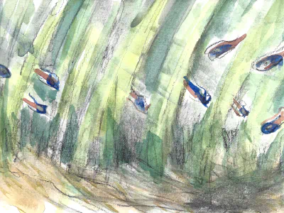 Sedas - MAIN - SLF - Red Blue Team.jpg